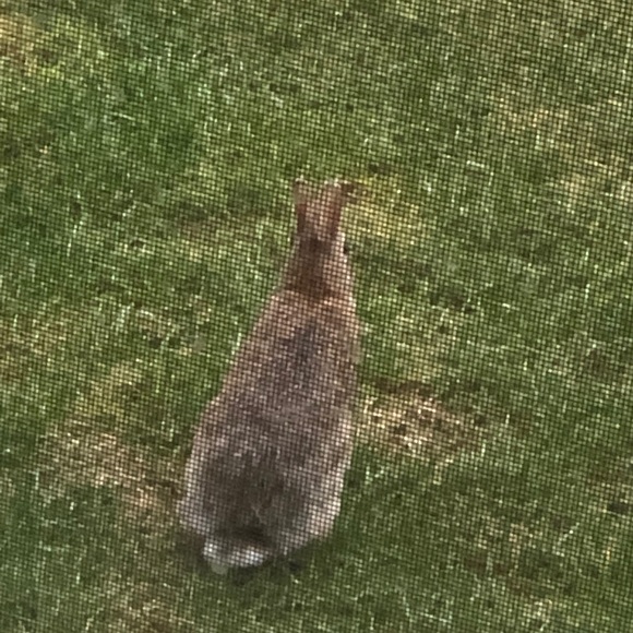 Meet your Posher, Christopher - Picture 1 of 1